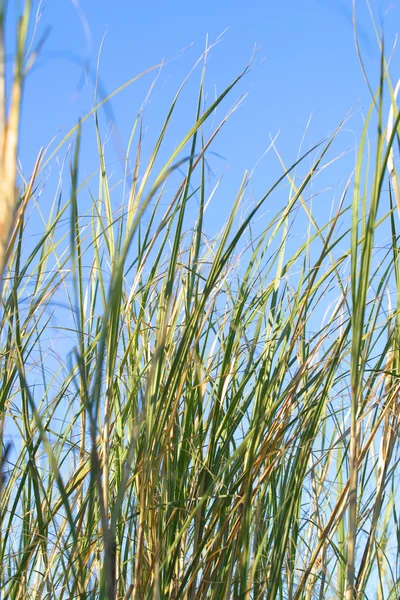 Tall grass — Stock Photo, Image