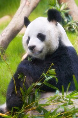Panda  resting and eating clipart