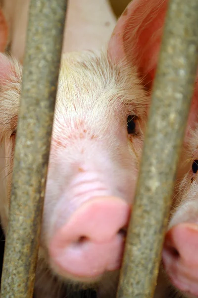Свині в клітці — стокове фото