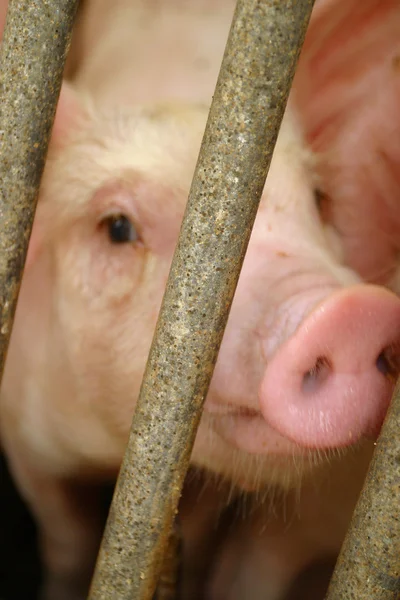Pigs in a cage — Stock Photo, Image