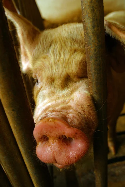 Cerdos en una jaula — Foto de Stock