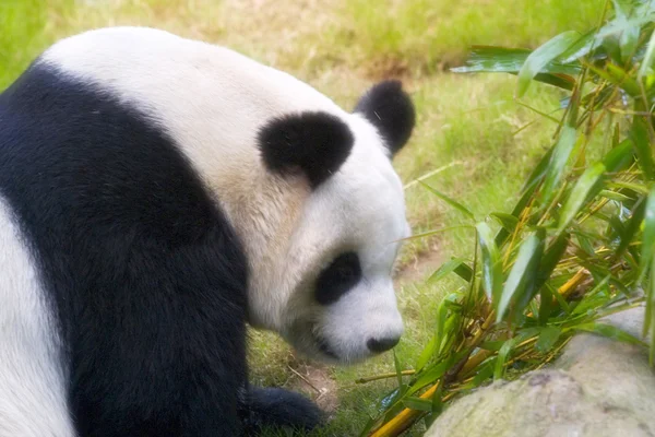 Panda descansando y comiendo — Stock fotografie