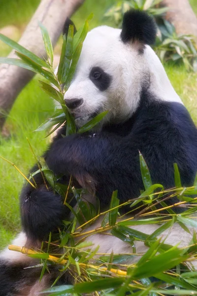 Panda descansando y comiendo — Stock fotografie