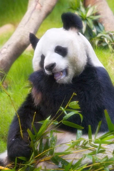 Panda rust en eten — Stockfoto