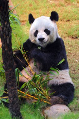 Young panda eating clipart