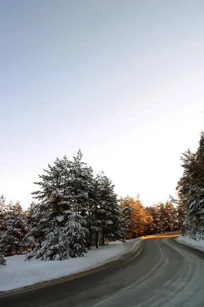 Foresta congelata — Foto Stock