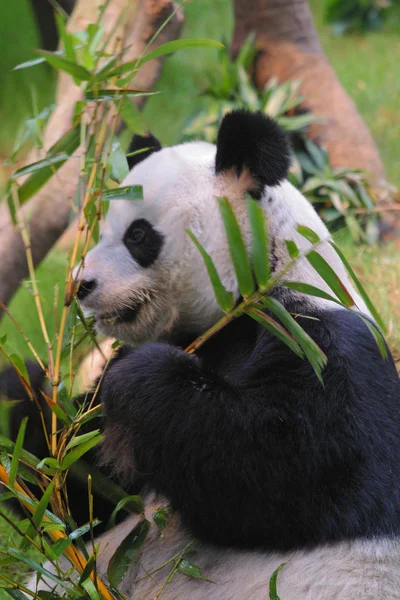 Joven panda comiendo — Foto de Stock