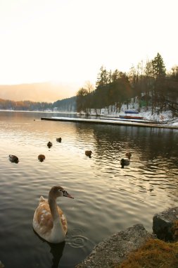kuğular gölde bled