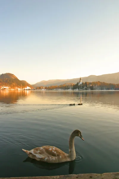 Zwanen in lake bled — Stockfoto