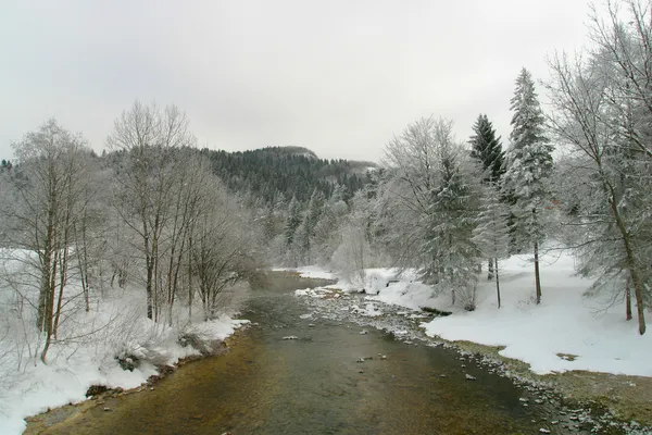 Ağaçlar ve Nehri — Stok fotoğraf