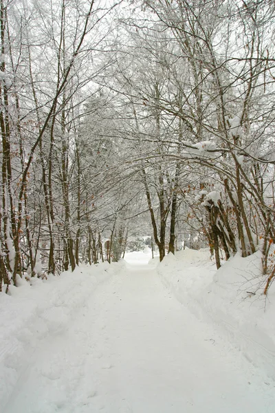 Bevroren bomen — Stockfoto