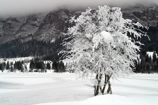 Bevroren bomen — Stockfoto