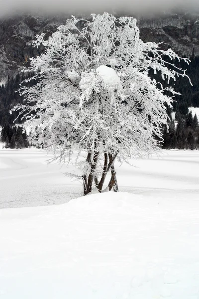 Arbres congelés — Photo