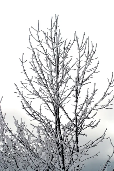Arvores congeladas — Fotografia de Stock