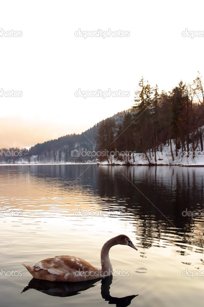 Swans in  Lake Bled