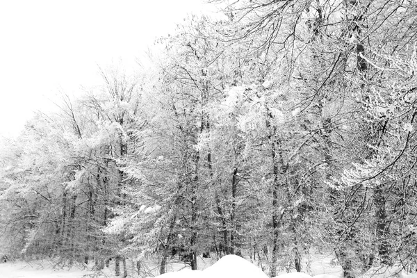 Rami congelati di un albero — Foto Stock
