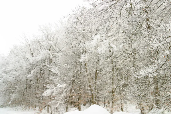 Ramos congelados de árvores — Fotografia de Stock