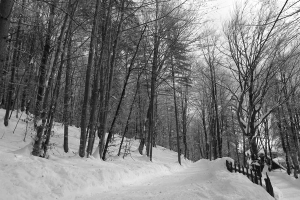 Rami congelati di un albero — Foto Stock