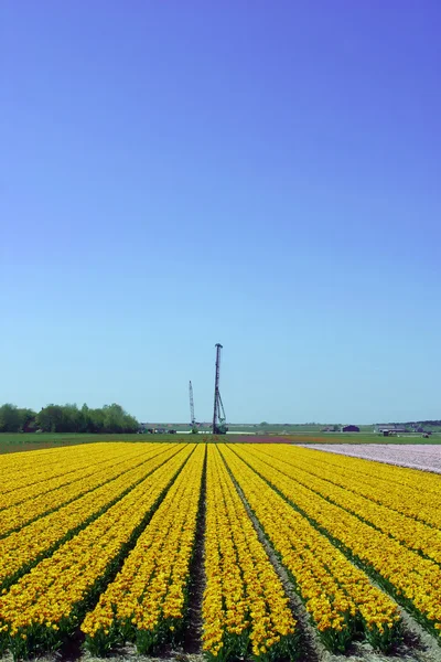 A colorful fields of Tulips — Stock Photo, Image