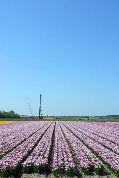 A colorful fields of Tulips — Stock Photo, Image