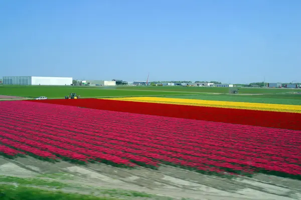 A colorful fields of Tulips — Stock Photo, Image