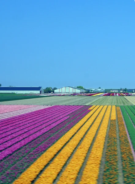 A colorful fields of Tulips — Stock Photo, Image