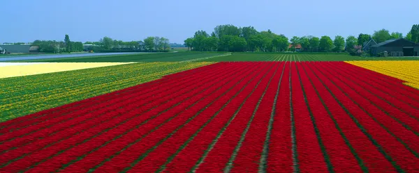 A colorful fields of Tulips — Stock Photo, Image