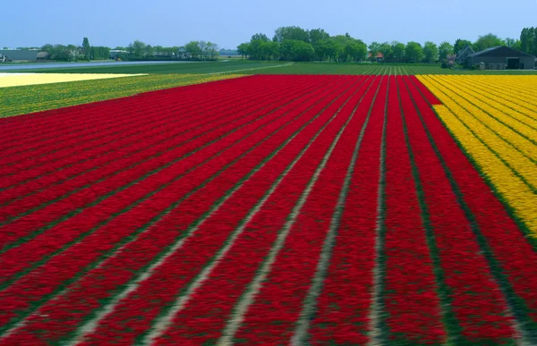 A colorful fields of Tulips — Stock Photo, Image