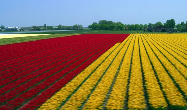 A colorful field of Tulips — Stock Photo, Image