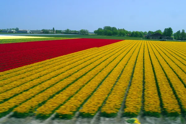 A colorful field of Tulips — Stock Photo, Image