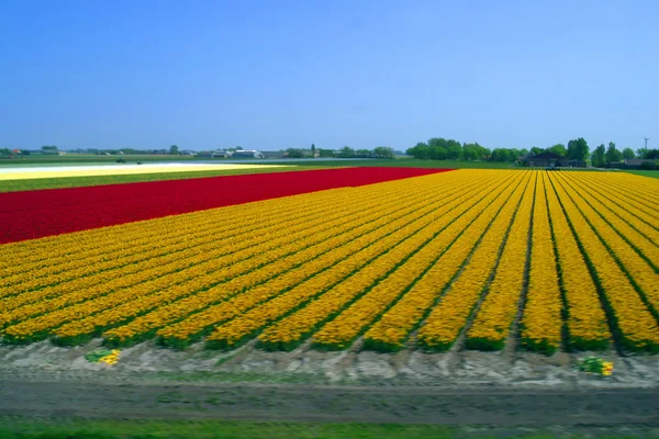 A colorful field of Tulips — Stock Photo, Image