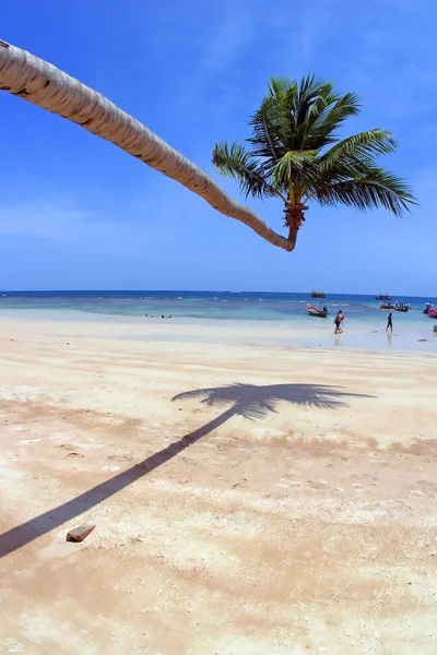 Een palmboom bochten — Stockfoto