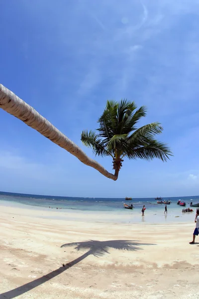 Een palmboom bochten — Stockfoto