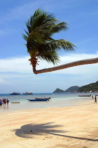 A Palm Tree Bends — Stock Photo, Image