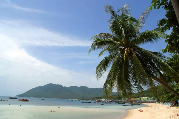 A Palm Tree Bends — Stock Photo, Image