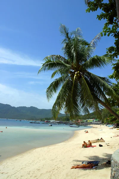 A Palm Tree Bends — Stock Photo, Image