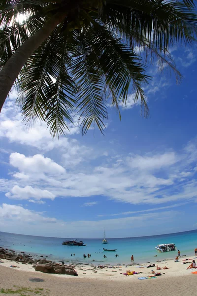 A Palm Tree Bends — Stock Photo, Image