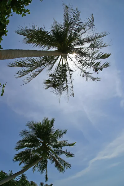 Een palmboom buigt over strand — Stockfoto