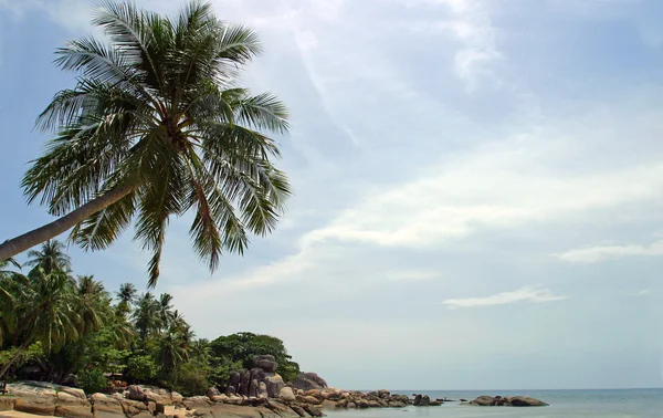 A Palm Tree Bends Over Beach — Stock Photo, Image