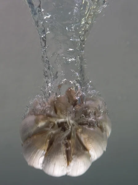 Aglio con spruzzi d'acqua sullo sfondo grigio — Foto Stock