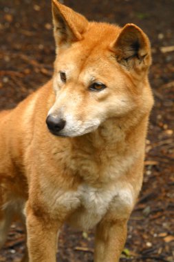 Avustralya dingo
