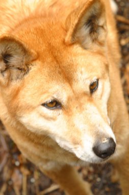 Avustralya dingo