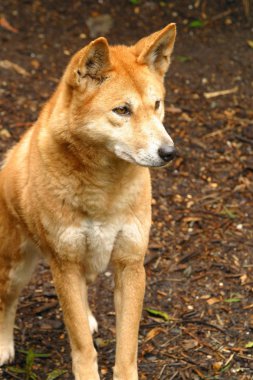 Avustralya dingo