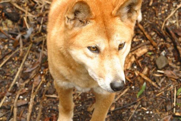 Australier dingo — Stockfoto