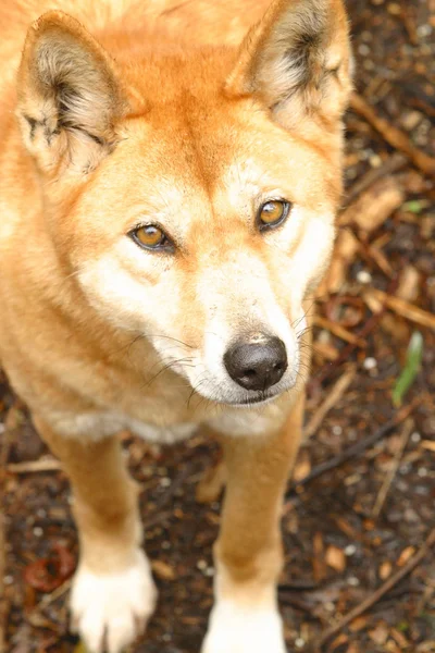 Australischer Dingo — Stockfoto