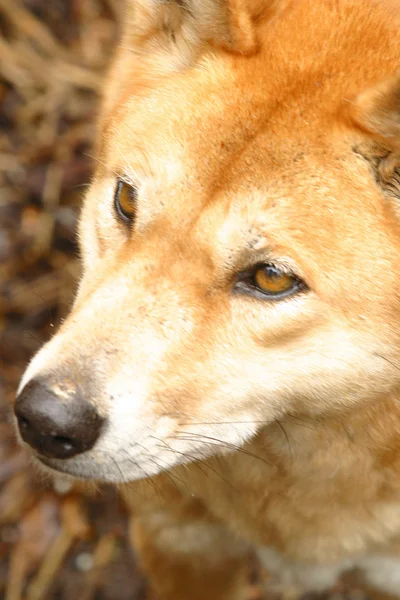 Australischer Dingo — Stockfoto
