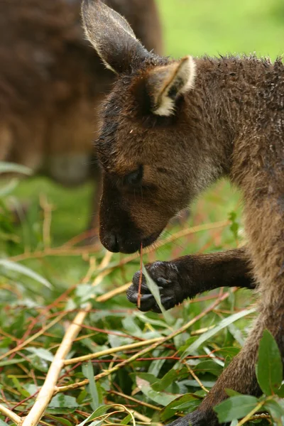 Wallabies comendo — Fotografia de Stock