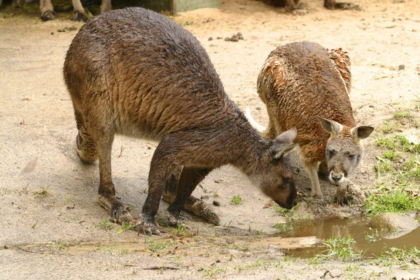 Wallabies comendo — Fotografia de Stock