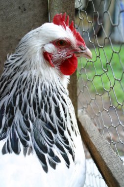 tavuk fotoğraf için poz veriyor..