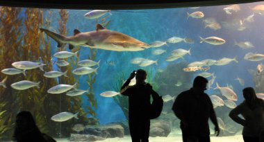 büyük köpek balığı yüzüyor